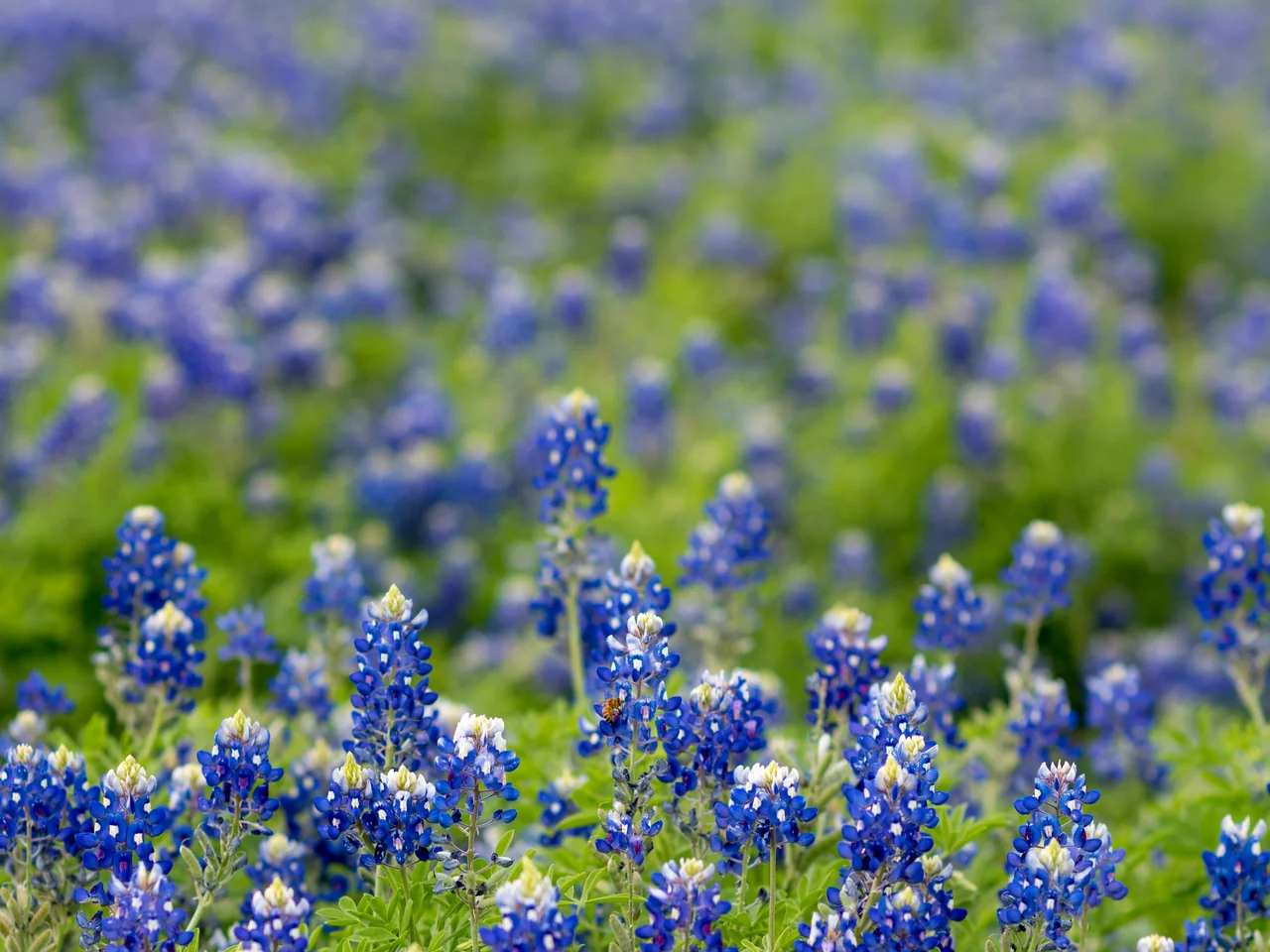 Texas Culture and Business - Web Development Services with Bluebonnet Flowers